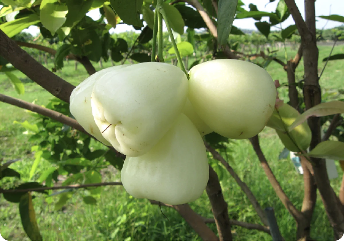 迎來好彩頭啦！宜蘭縣農會嚴選，夏日夢幻雙色蓮霧